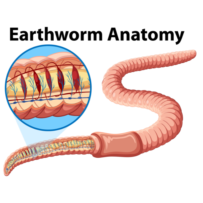 How to dissect a worm? Complete Anatomy of earthworm DR Instruments