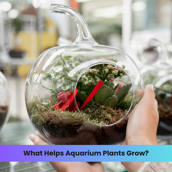 What Helps Aquarium Plants Grow? DR Instruments