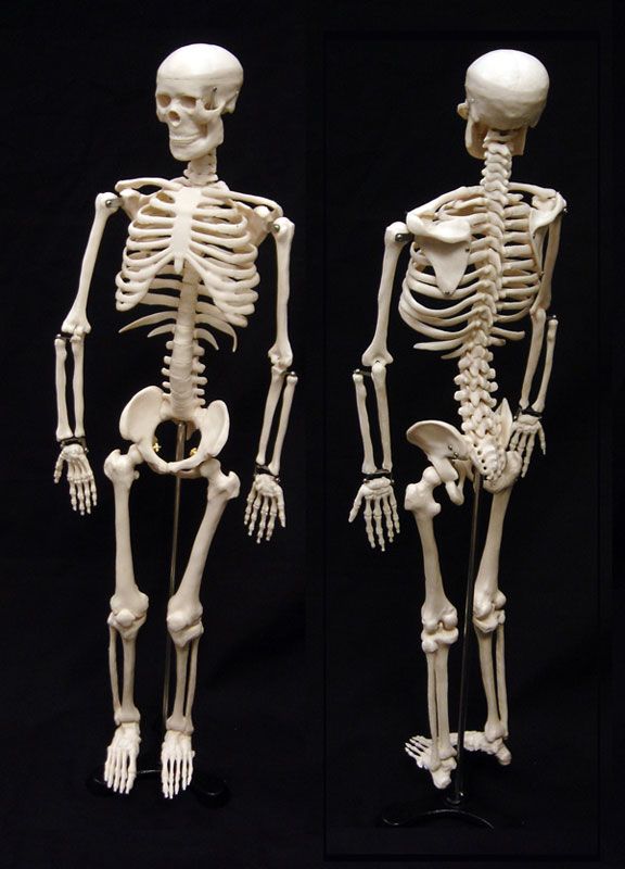 Best 34" Human Skeleton - DR Instruments