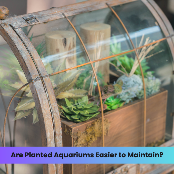 Are Planted Aquariums Easier to Maintain? – DR Instruments