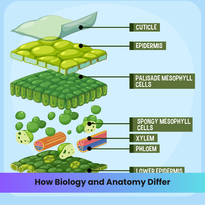 Unearthing the Layers: How Biology and Anatomy Differ – DR Instruments