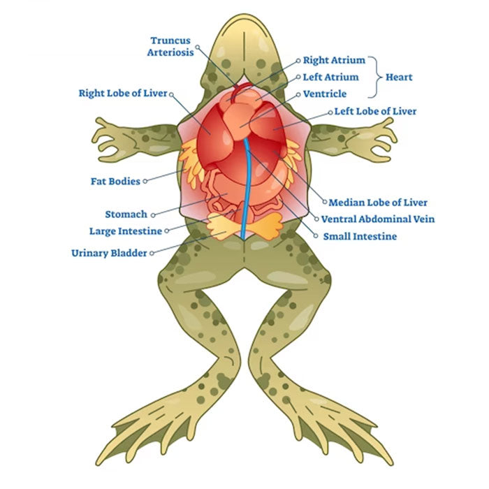 How To Dissect A Frog Complete Guide Dr Instruments