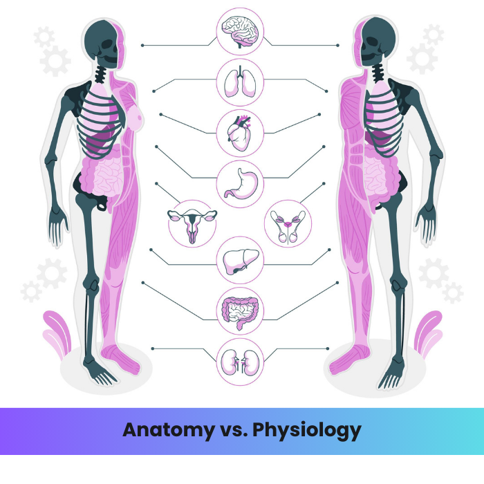 What Is Anatomy And Physiology? – DR Instruments