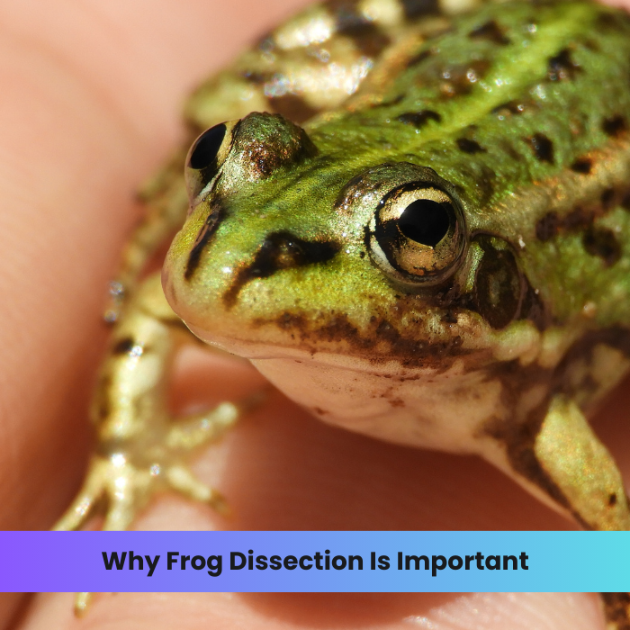 Why Frog Dissection Is Important – DR Instruments