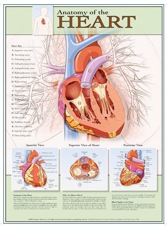 Best Chart of the Anatomy of the Heart - DR Instruments