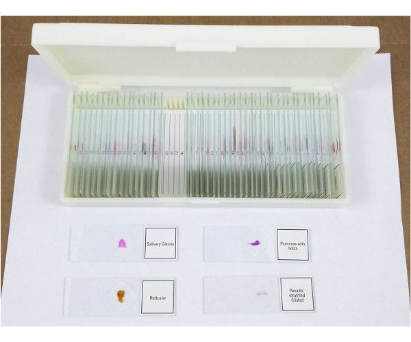 Grab Mammalian Histology Slide Set - DR Instruments