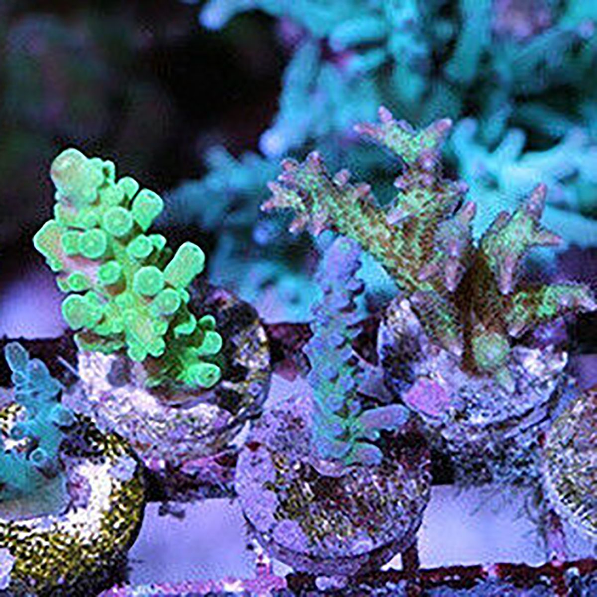 DONGKER Koraal Frag Rekken, Fluorescerende Acryl Frag Houder DONGKER Koraal Frag Rekken, Fluorescerende Acryl Frag Houder