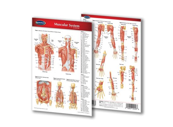 Shop Chart of the Muscular System - DR Instruments