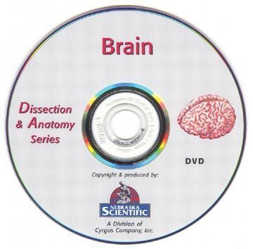 Best The Dissection & Anatomy of the Brain (DVD) - DR Instruments