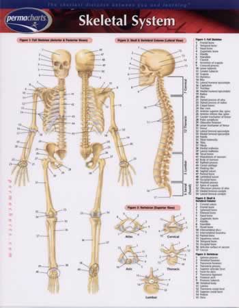 Exclusive Chart of the Human Skeletal System - DR Instruments